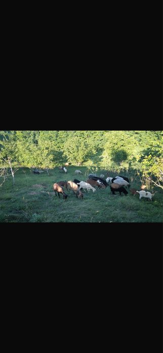 Capre aglonubiene si oi de vanzre miei si 2 țapi