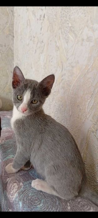 Котята в заботливые руки