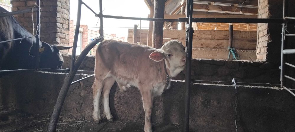 Продам коров с телятами