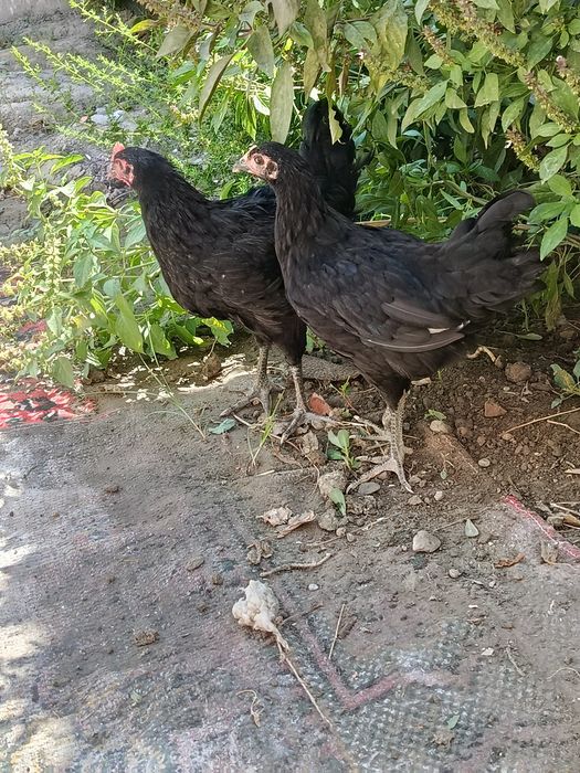 2 ta tovuq sotiladi biri ho'roz bo'lishi ham mumkin