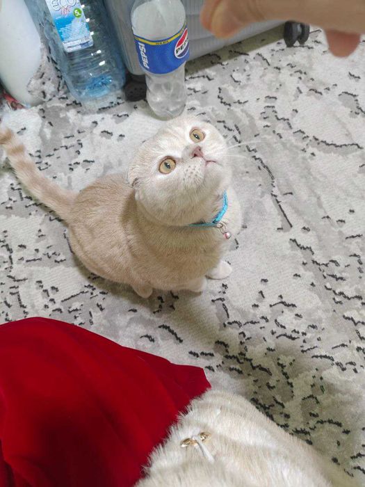 Scottish fold mushuk