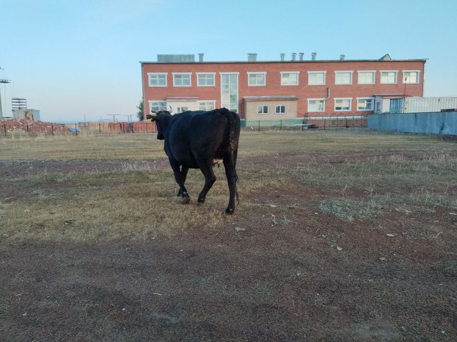 Продам корову для