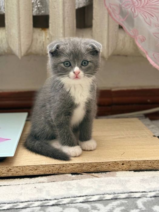 Scottish fold va scottish strayt mushuk bolalari sotiladi
