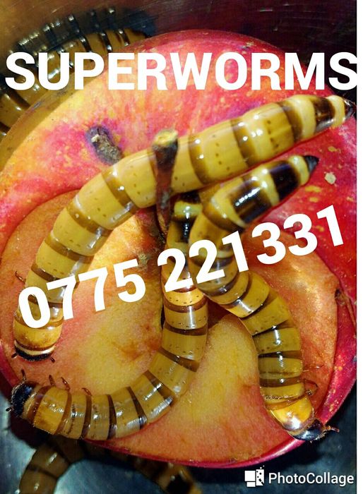 Viermi de faina, Mealworms, Miniviermi, Superworms, Hrana Vie reptile
