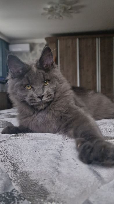 Котята мейн-куны .