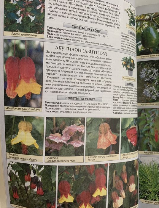 Все о комнатных растениях