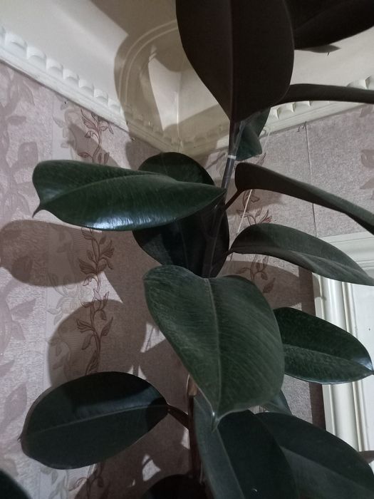 Фикус кора шахзода 2.5 м