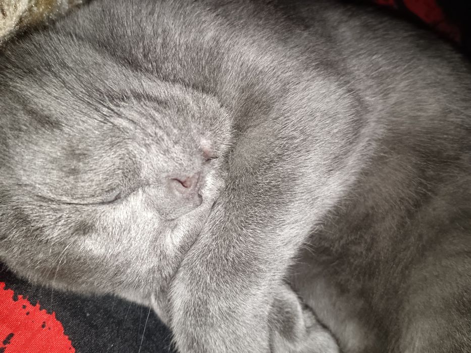 Mushuk Scottish Fold, ozoda, toza boqilgan  5 oylik