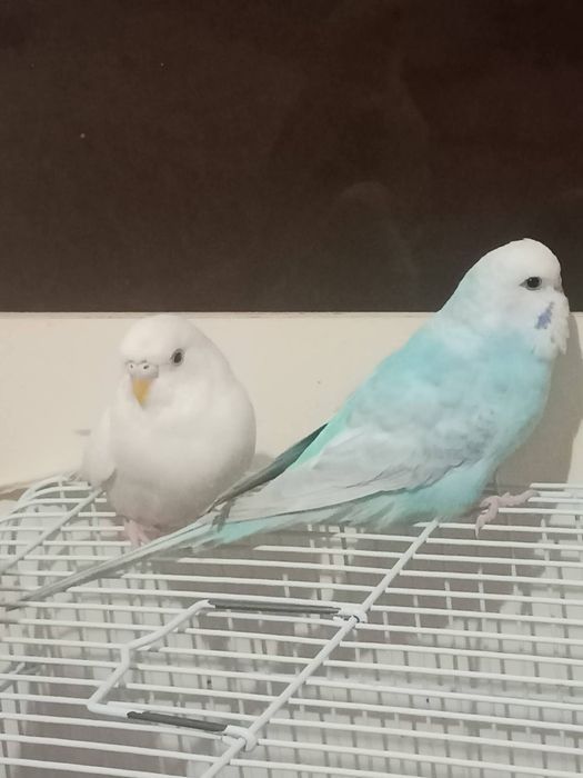 Vand pereche de perusi' vand cuib perusi  ' abele sau separat