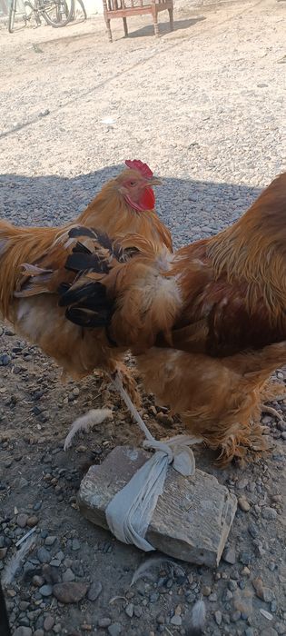 Брама хурозлар 2та