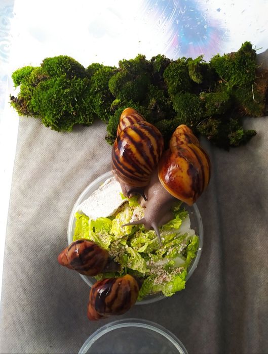 Улитки ахатины и архахатины