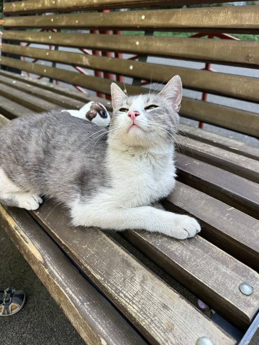 Отдам даром молодого котика