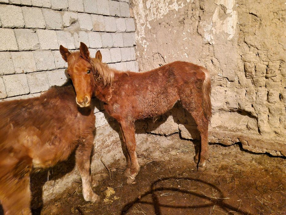 Ұрғашы тай шығар сатылады