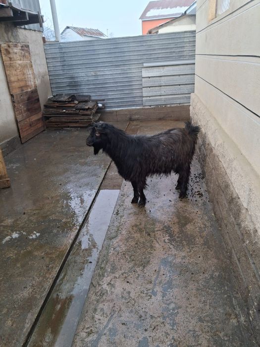 Теке сатылады СТ Шамалған