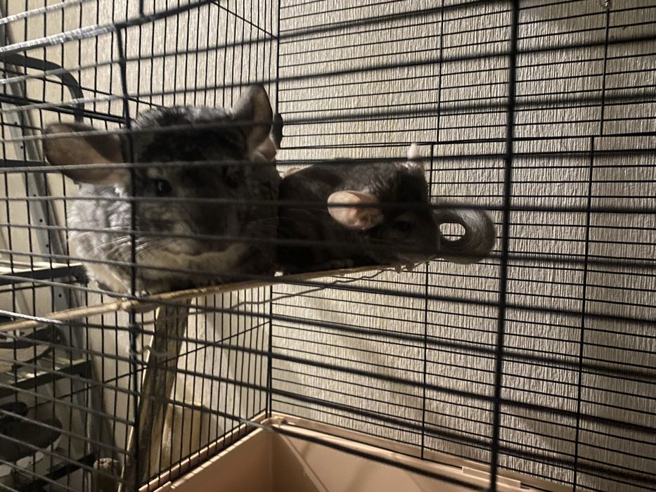 Шиншиллы (грызуны)