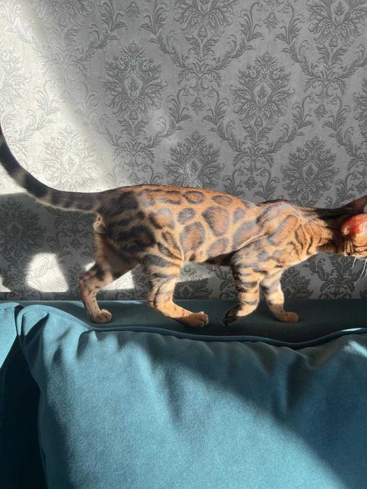 Продаю бенгальского кота в хоршие руки