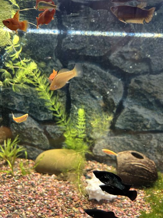 Продаю мальков моллинезии