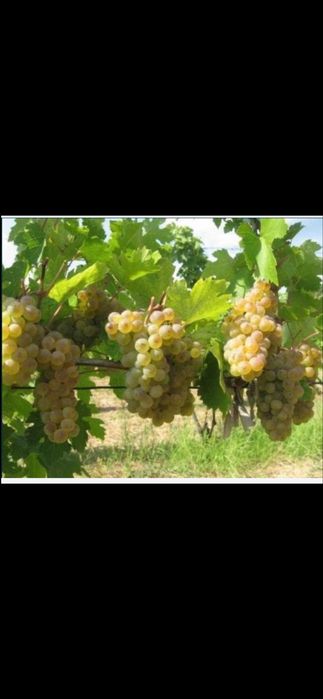 Struguri de vin productie 2026
