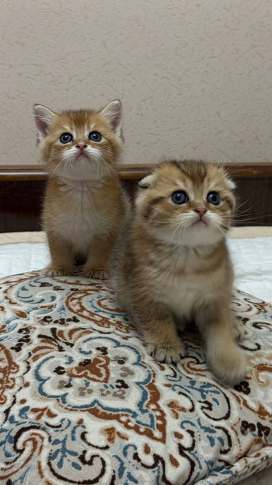 Продаю шотландских котят