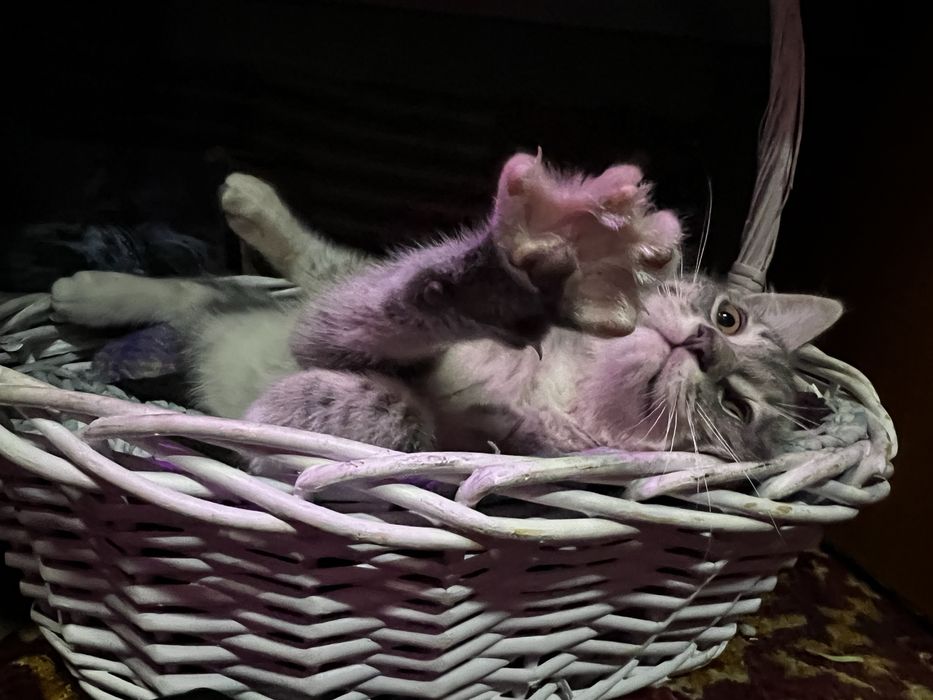 Котята. Отдам в хорошие руки