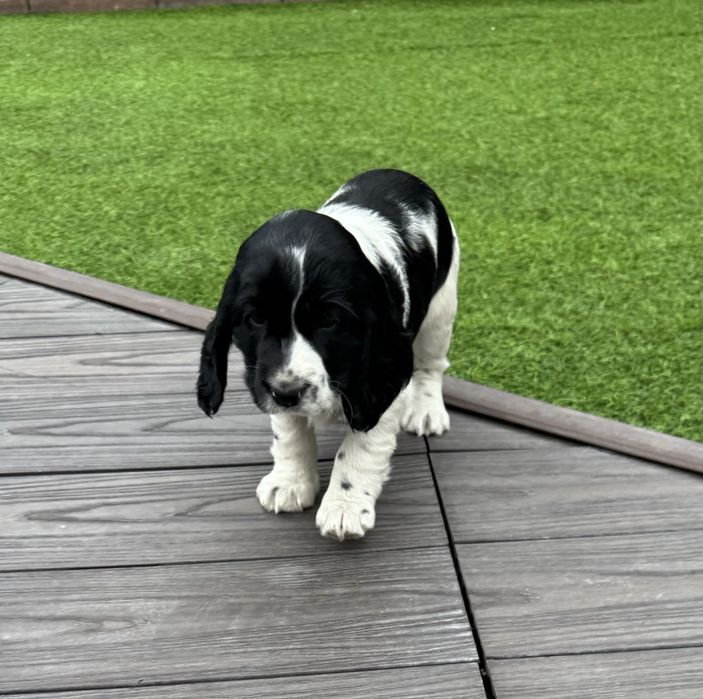 Продам щенка русский спаниель девочка 9 марта родилась .