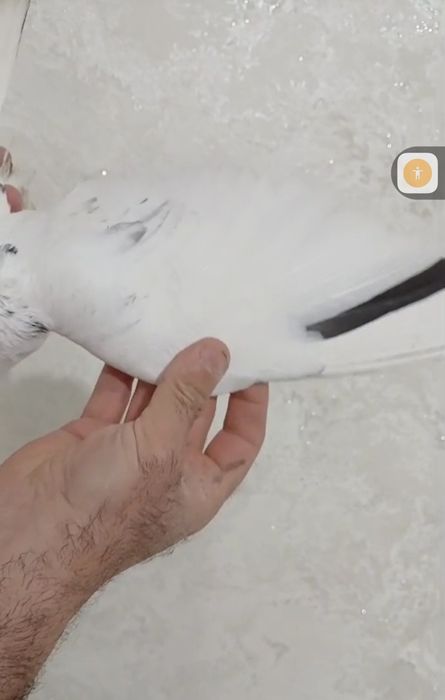 Продам голубей...