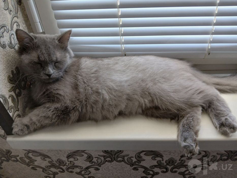 Nebelung zotli chiroyli kulrang mushuk sotiladi