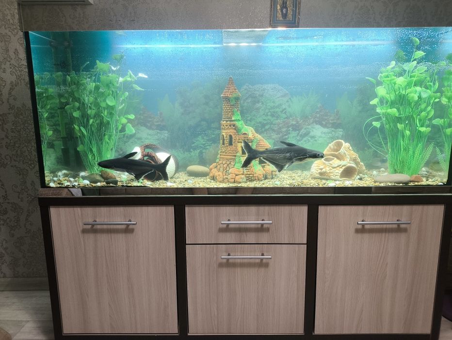 Продам аквариум 500 л