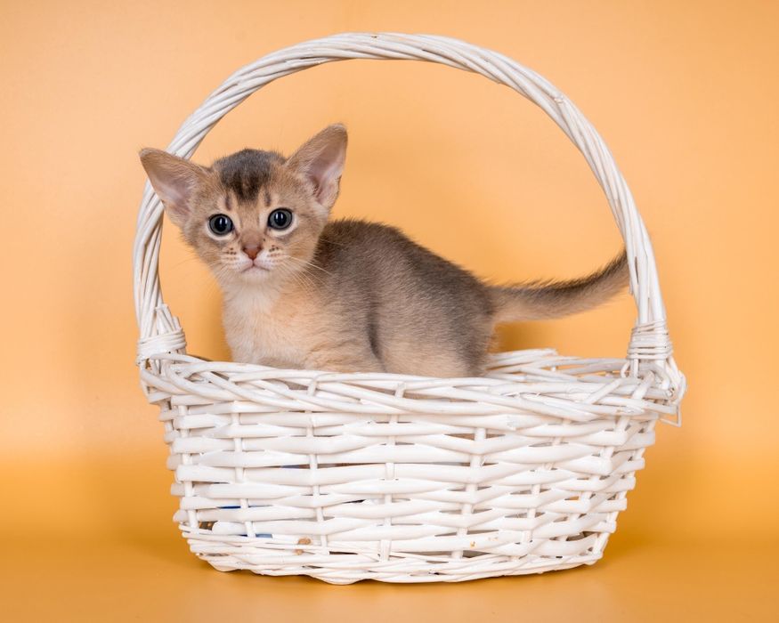 Абиссинские элитные котята