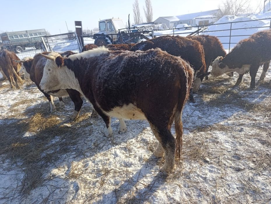 Шаруа кожалык сатылады