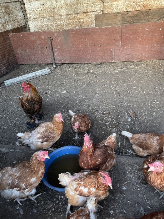 Продаем курицы несушки