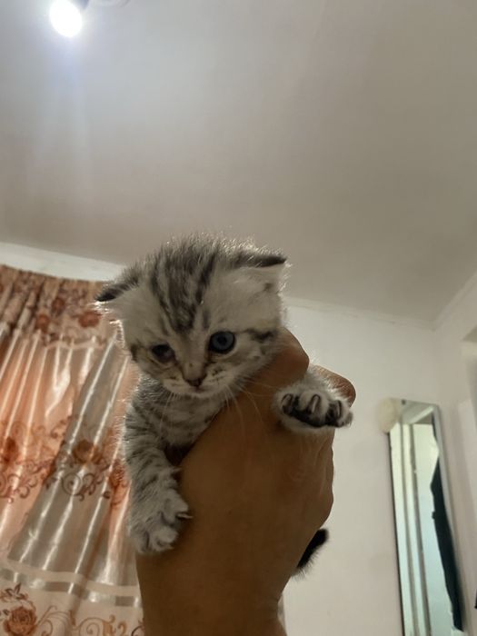 котенок кошки мя