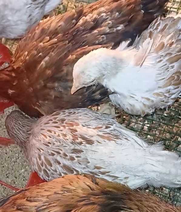 Виандот белое золото жужалари сотилади