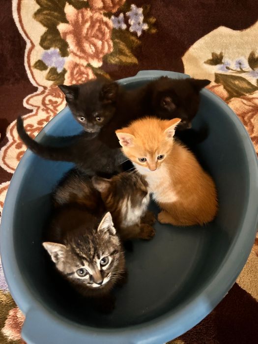 Котята Антидепрессанты)))