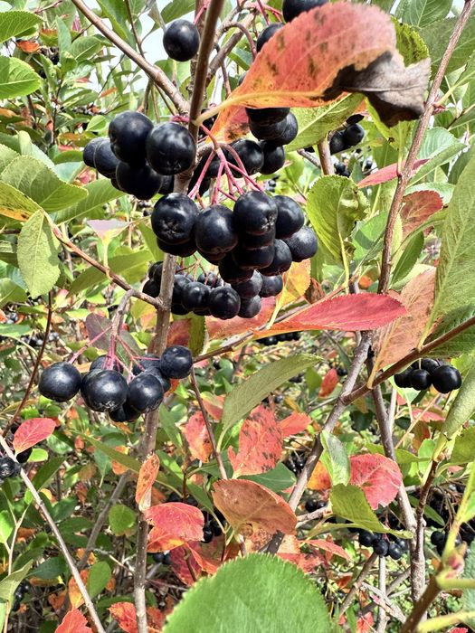 Suc de aronia 100% natural! ( fara nici un fel de adaos)