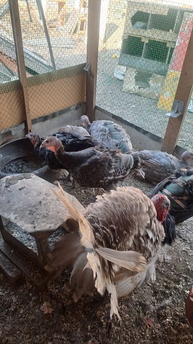 Продам индюка гибрид