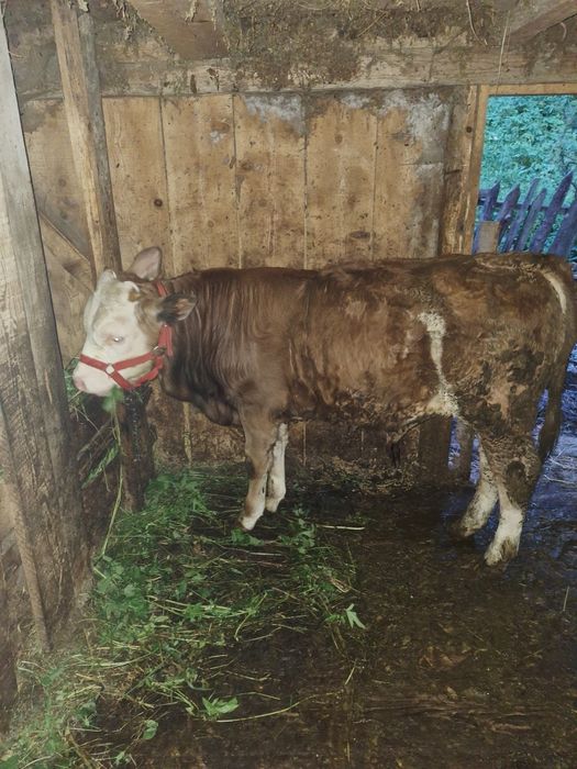 Vând vițel de rasă