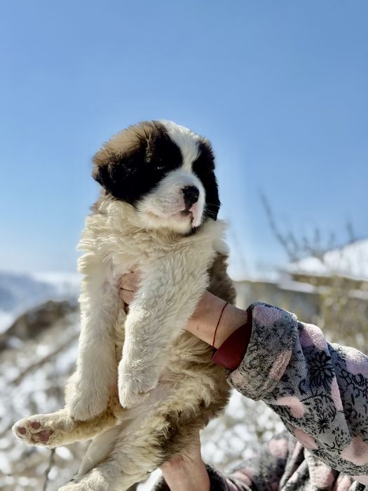 Девочка сенбернара 2 месяца
