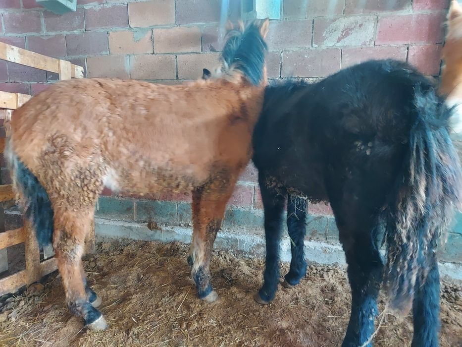 Жабағы еркек соғым