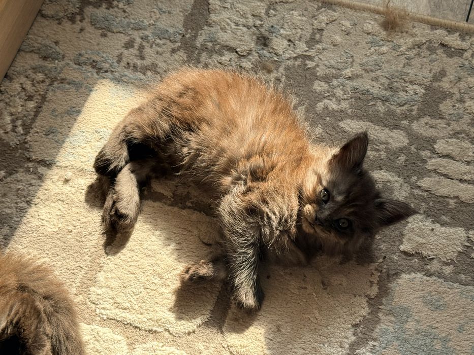 Продам котят от мейн куна