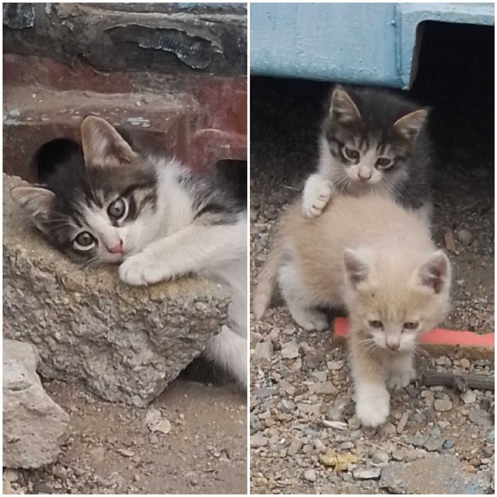 Котята в добрые руки