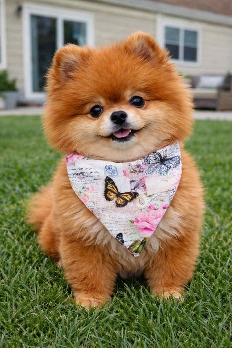 Бандана за кучета