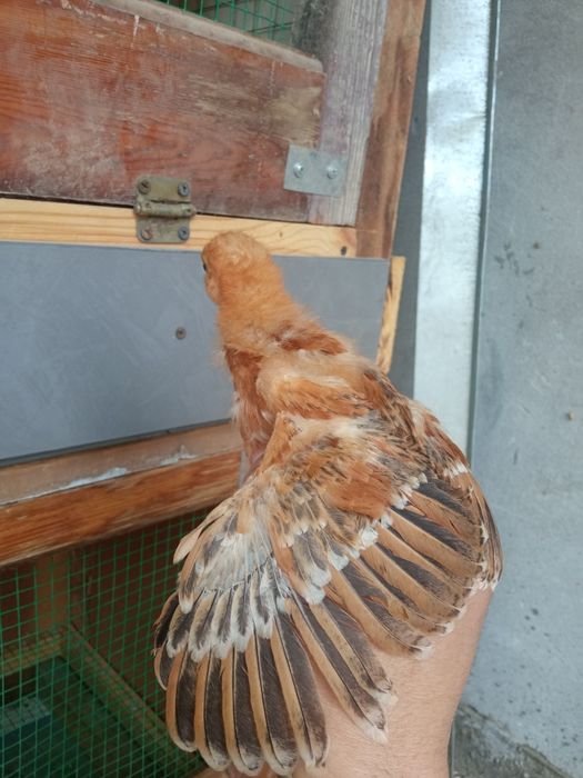 Jo'jalar Жужалар sotiladi