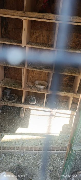 Vand porumbei 15 lei