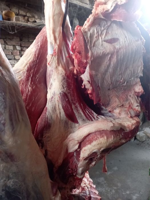 Продам мясо говядены молодое