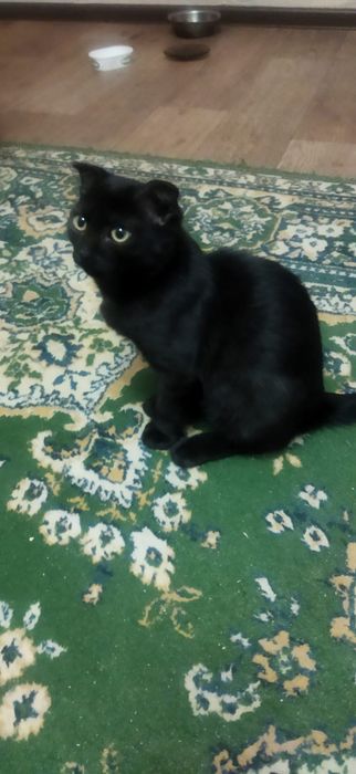 Кошечка ищет дом