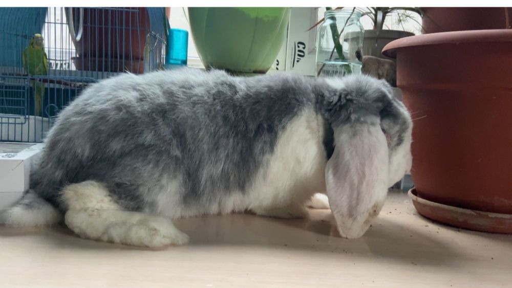 Самец Французского барана