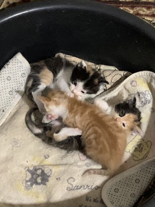 Белоснежные котята