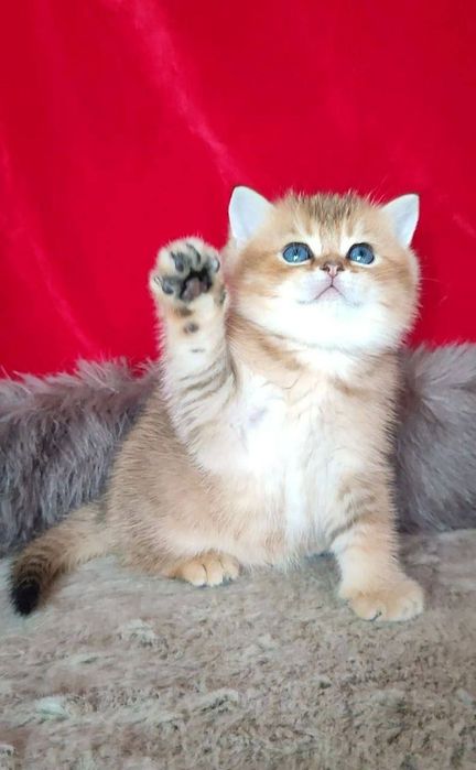 Британская золотая шиншилла девочка чисто