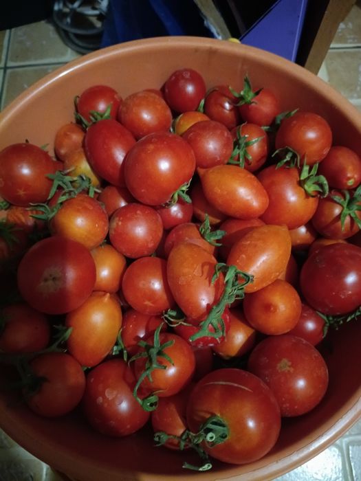 Продам помидоры домашние